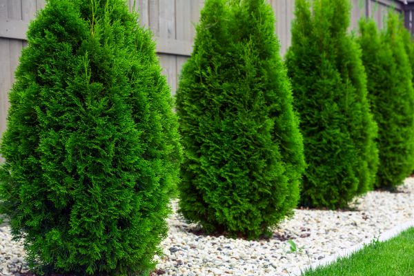 Arborvitae Planting in Palm Harbor