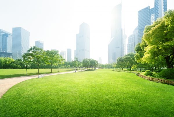 Commercial Landscape Maintenance in Palm Harbor