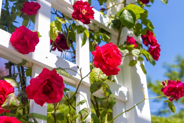 Home Gardening Service in Palm Harbor