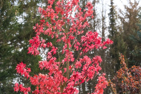 Japanese Maple Planting in Palm Harbor