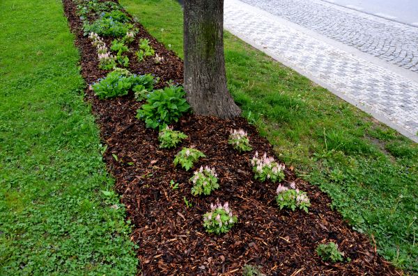 Mulch Replacement Service in Palm Harbor