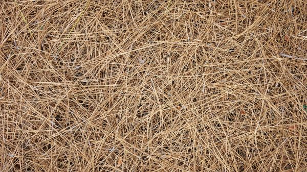 Pine Needles Delivery in Palm Harbor