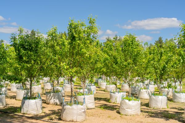 Tree Planting Service in Palm Harbor