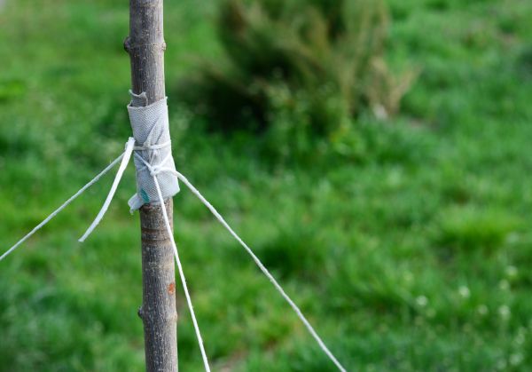 Tree Staking Service in Palm Harbor