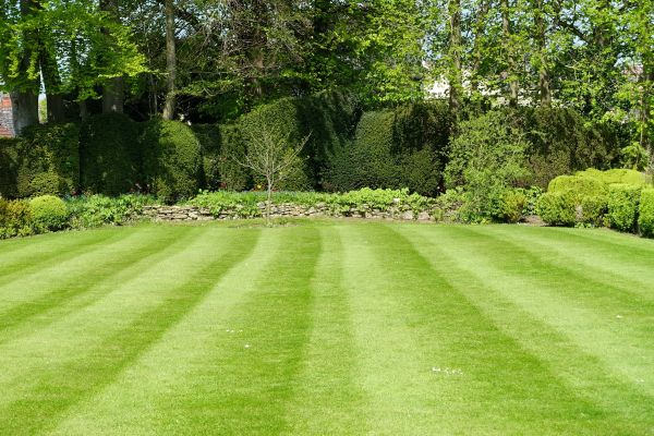 Lawn Renovation in Palm Harbor