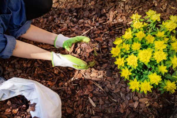 Garden Mulching in Palm Harbor