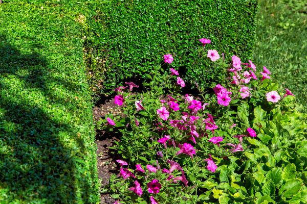 Softscaping Service in Palm Harbor