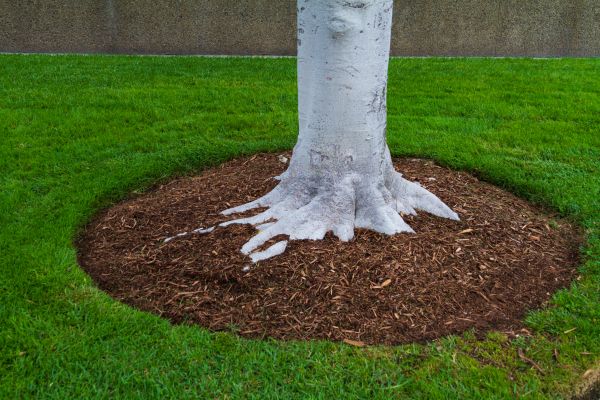 Brown Mulch Installation in Palm Harbor