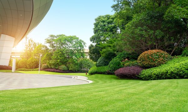Business Landscape Design in Palm Harbor