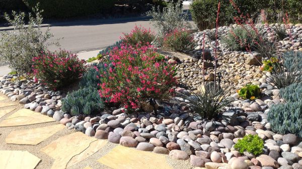 Xeriscape Landscaping in Palm Harbor
