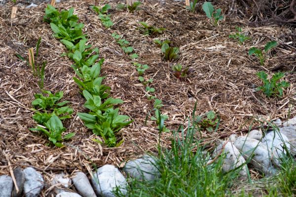 Mulch Service in Palm Harbor