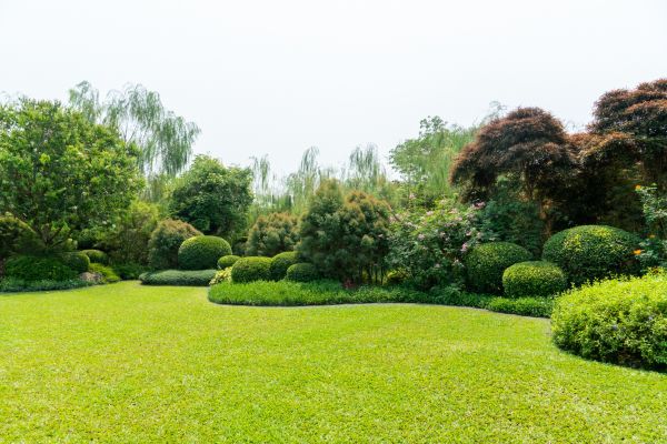 Tree Landscaping in Palm Harbor