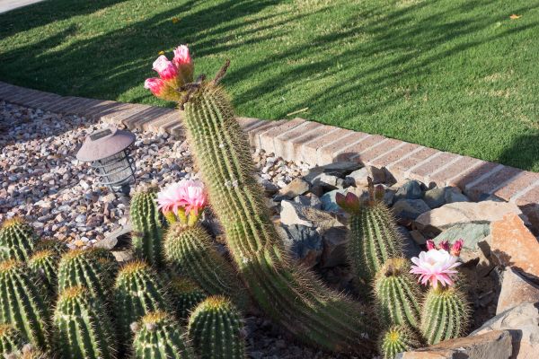 Desert Landscaping in Palm Harbor