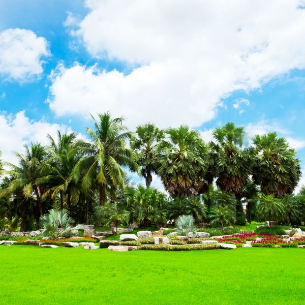 Tropical Landscaping in Palm Harbor