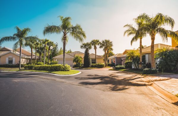 Palm Tree Landscaping in Palm Harbor