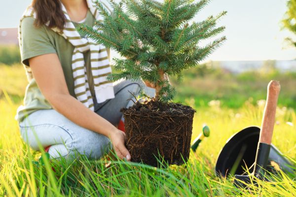 Spruce Tree Planting in Palm Harbor