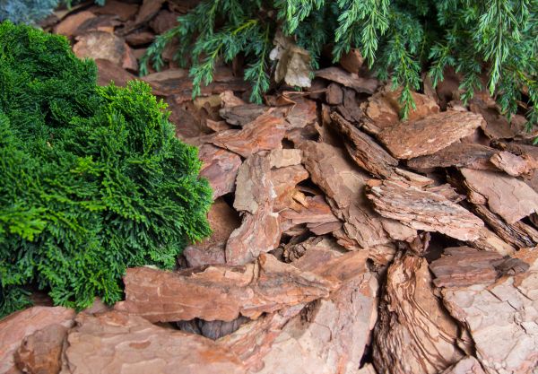 Pine Bark Installation in Palm Harbor