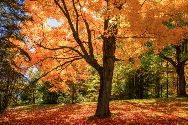 Maple Tree Planting in Palm Harbor