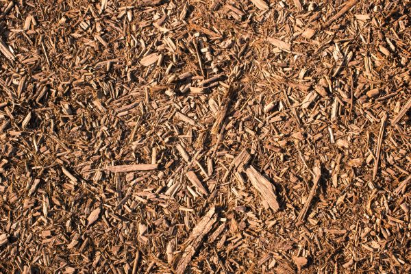 Wood Chips Removal in Palm Harbor