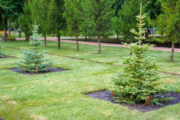 Privacy Trees Planting in Palm Harbor
