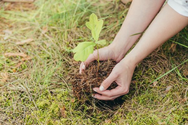 Oak Tree Planting in Palm Harbor