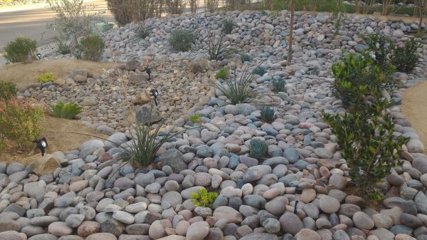 Yard Xeriscaping in Palm Harbor