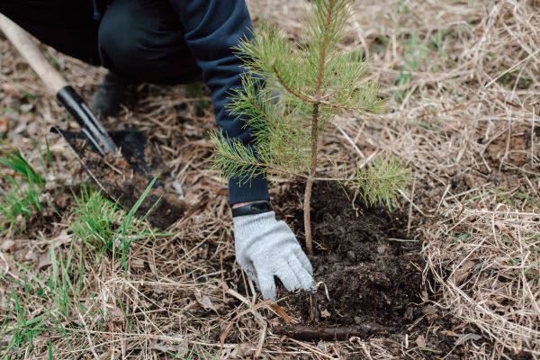 Pine Tree Planting in Palm Harbor