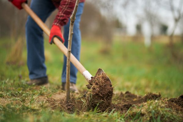 Trees Planting in Palm Harbor