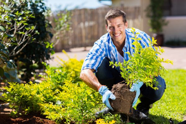 Shrub Landscaping in Palm Harbor