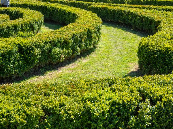 Bush Landscaping in Palm Harbor