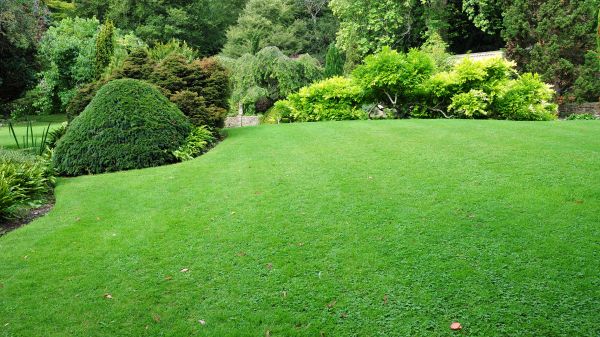 Commercial Landscape Design in Palm Harbor