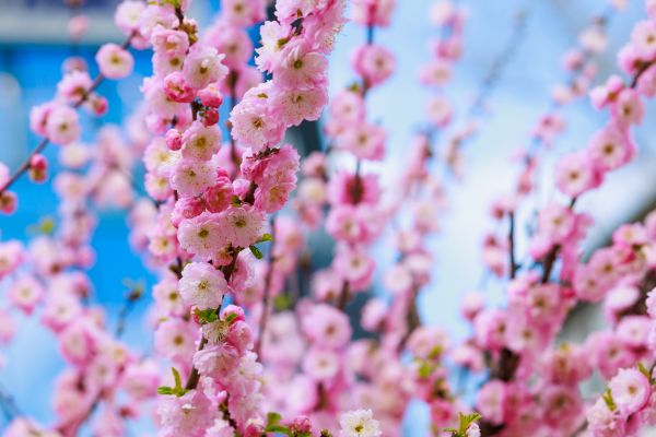 Japanese Cherry Tree Planting in Palm Harbor