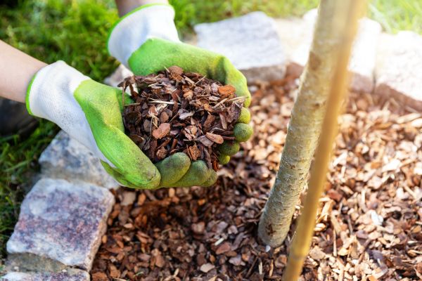 Tree Bark Delivery in Palm Harbor
