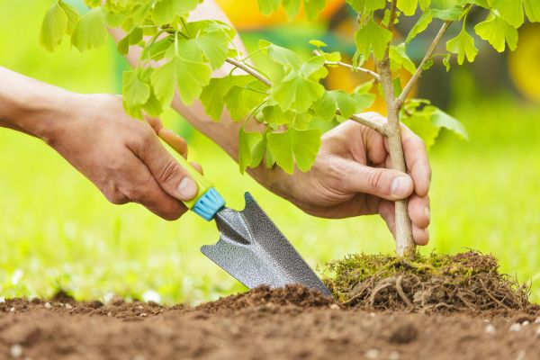 Fruit Tree Planting in Palm Harbor