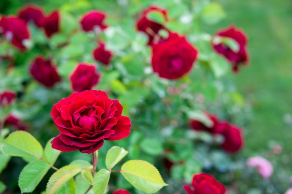 Rose Planting in Palm Harbor