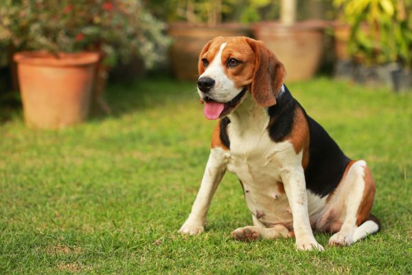 Dog Friendly Landscaping in Palm Harbor