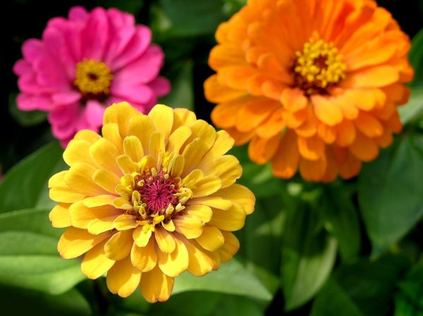 Zinnia Planting in Palm Harbor