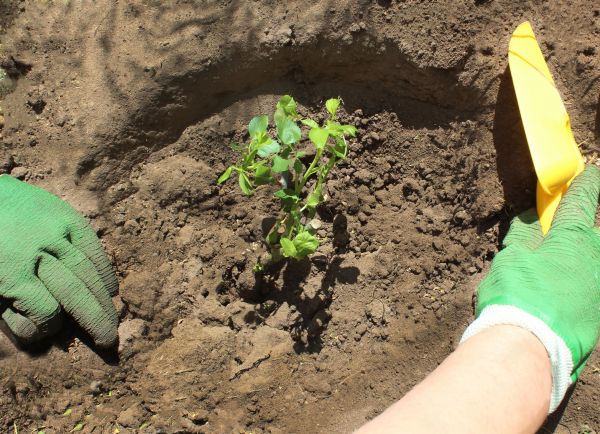 Rose Bush Planting in Palm Harbor
