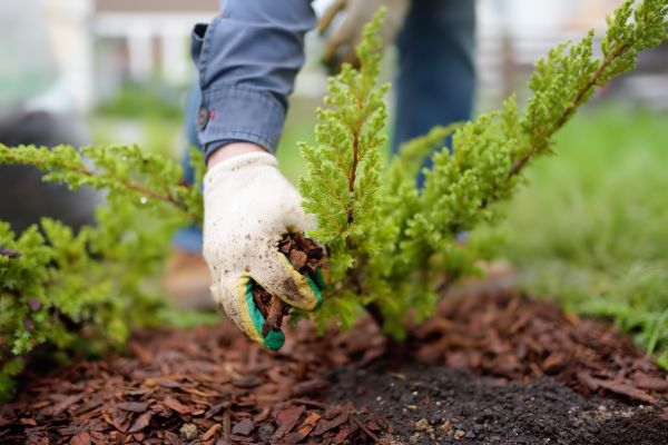Church Mulching in Palm Harbor
