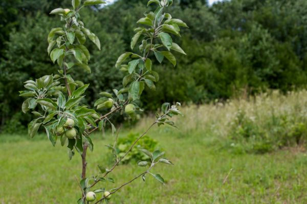 Apple Tree Planting in Palm Harbor