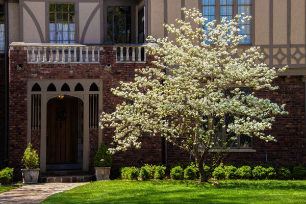 Dogwood Tree Planting in Palm Harbor